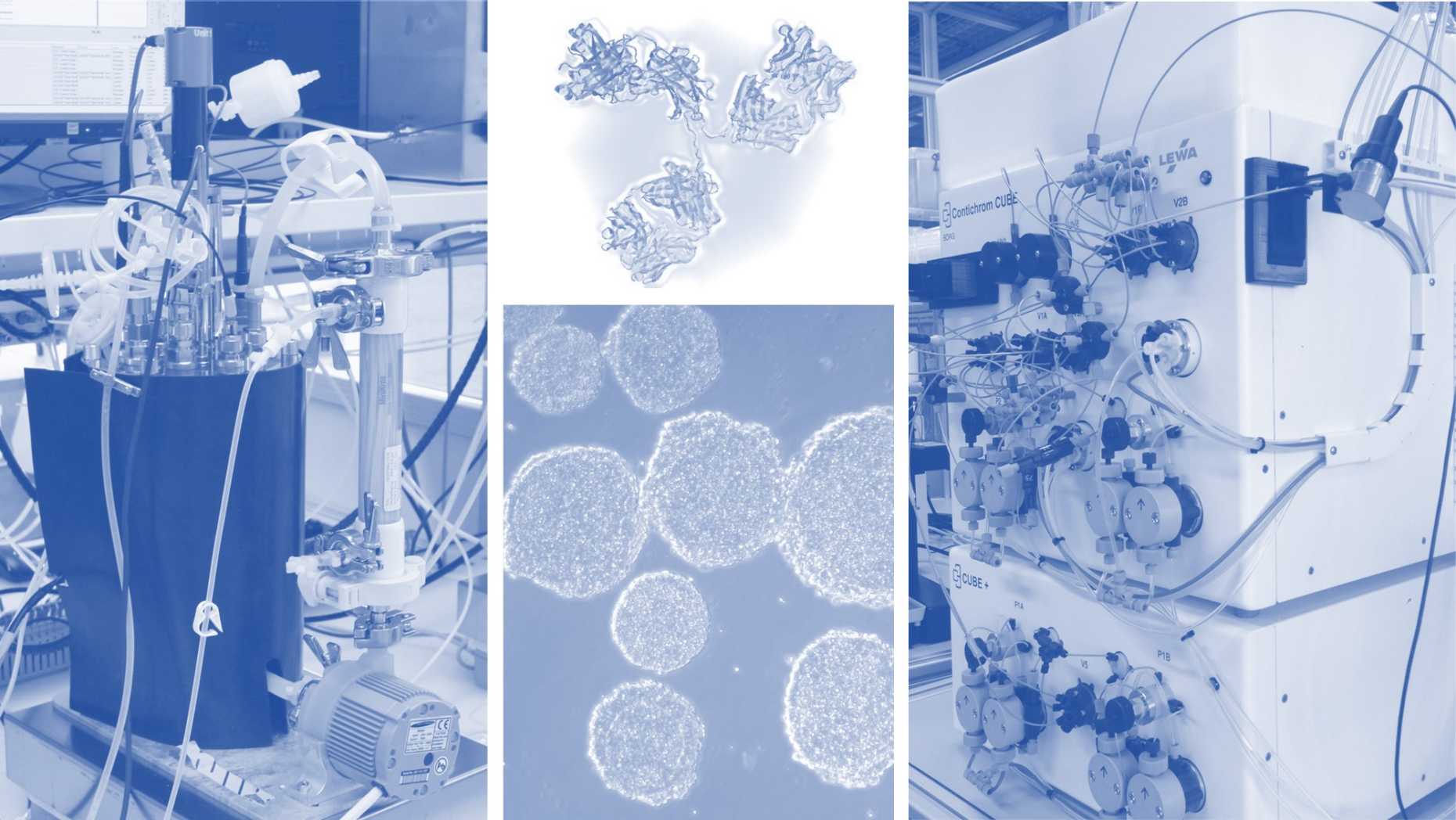 Production Of Recombinant Proteins The Morbidelli Group Eth Zurich